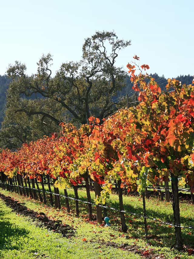 Autumn vineyard in Napa Valley