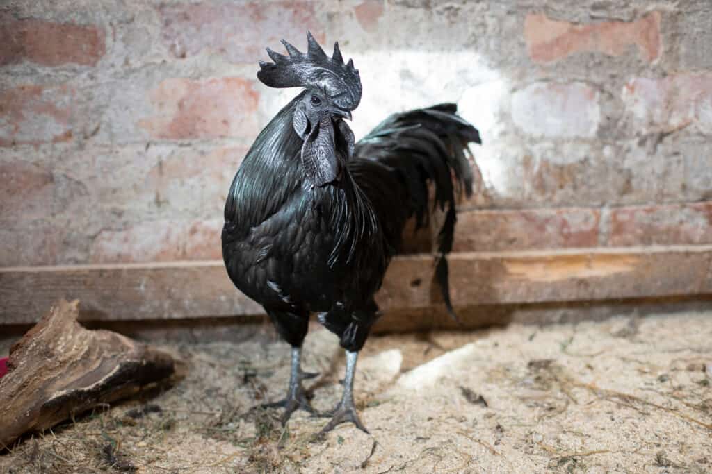 Ayam Cemani