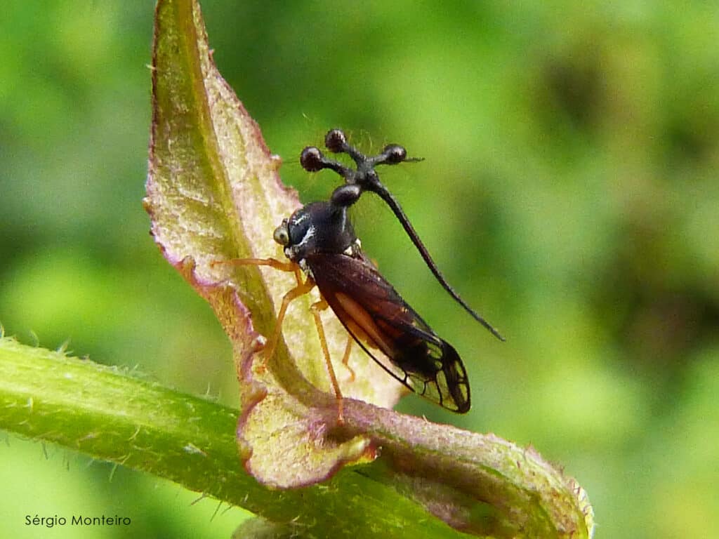 Brazilian Treehopper