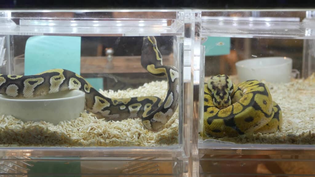 Captive ball pythons for sale
