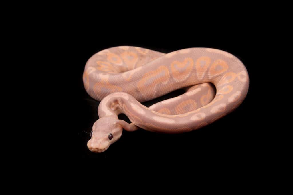 Banana Cinnamon Ball Python