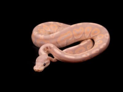 Banana Cinnamon Ball Python Picture