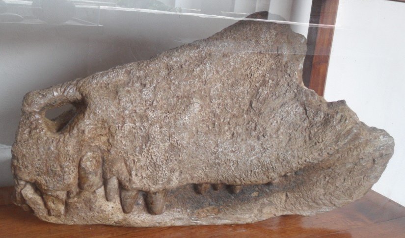 Barinasuchus