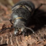 Bark beetles