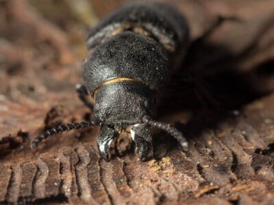 A Bark Beetle
