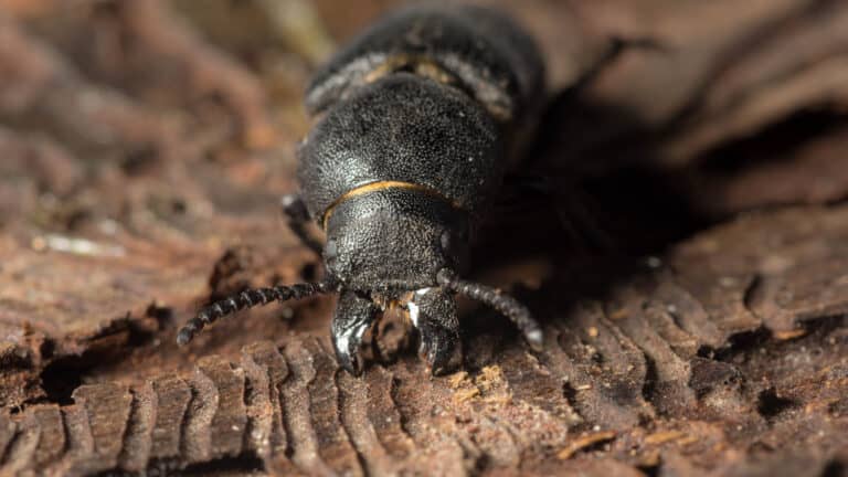 bark beetle