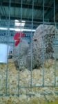 Japanese bantam