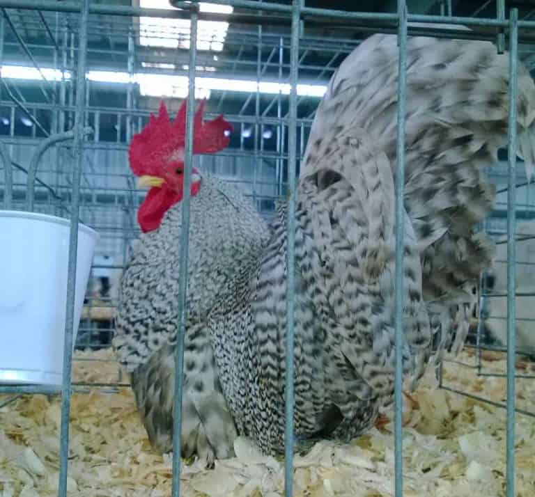 Gallus gallus domesticus