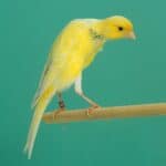 Atlantic Canary