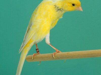 A Belgian Canary