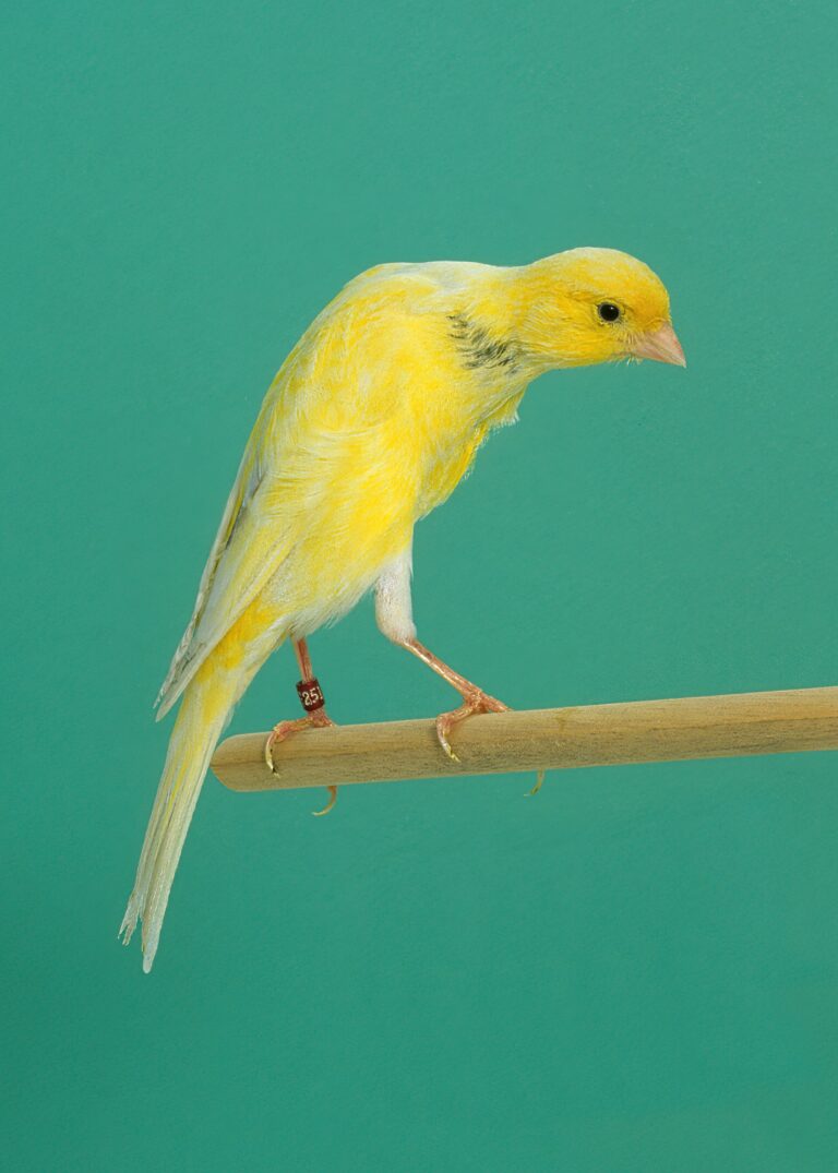 Belgian canary
