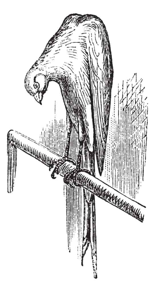 Belgian canary engraving