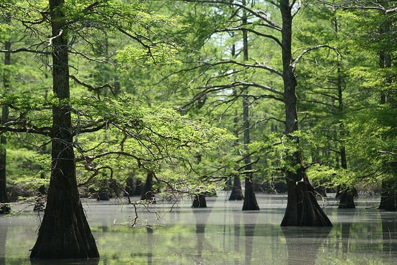 Swampy portion of Big Lake National Wildlife Refuge in Arkansas