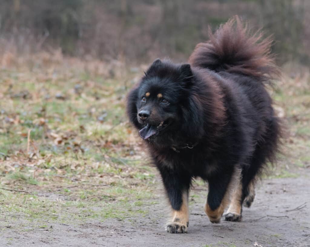 A Eurasier walks a path