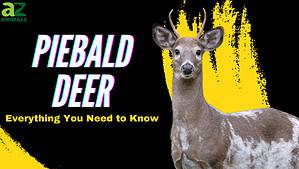 What Are Piebald Deer and How Rare Are They? Picture