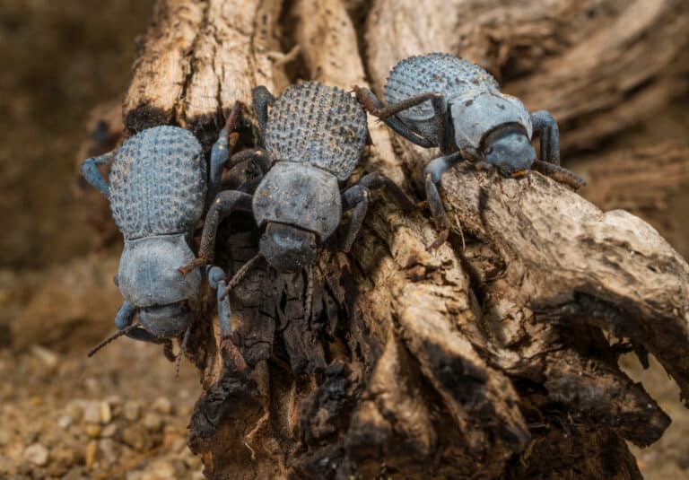Blue death feigning beetle
