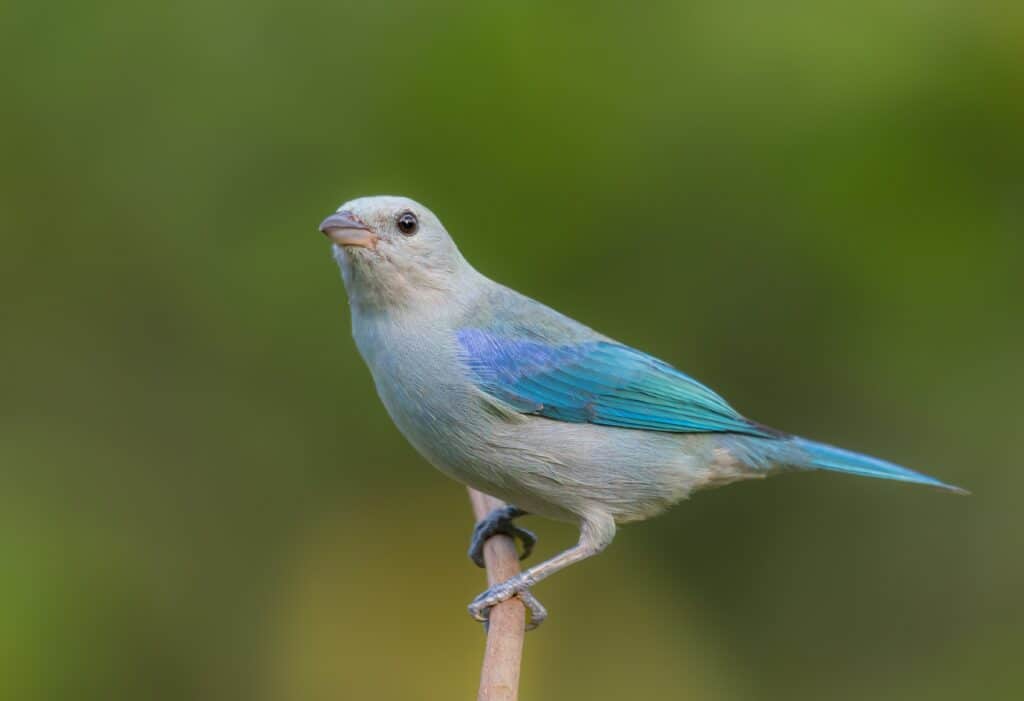 Blue Tanager (Blue-Grey Tanager) Bird Facts | Thraupis episcopus - AZ  Animals