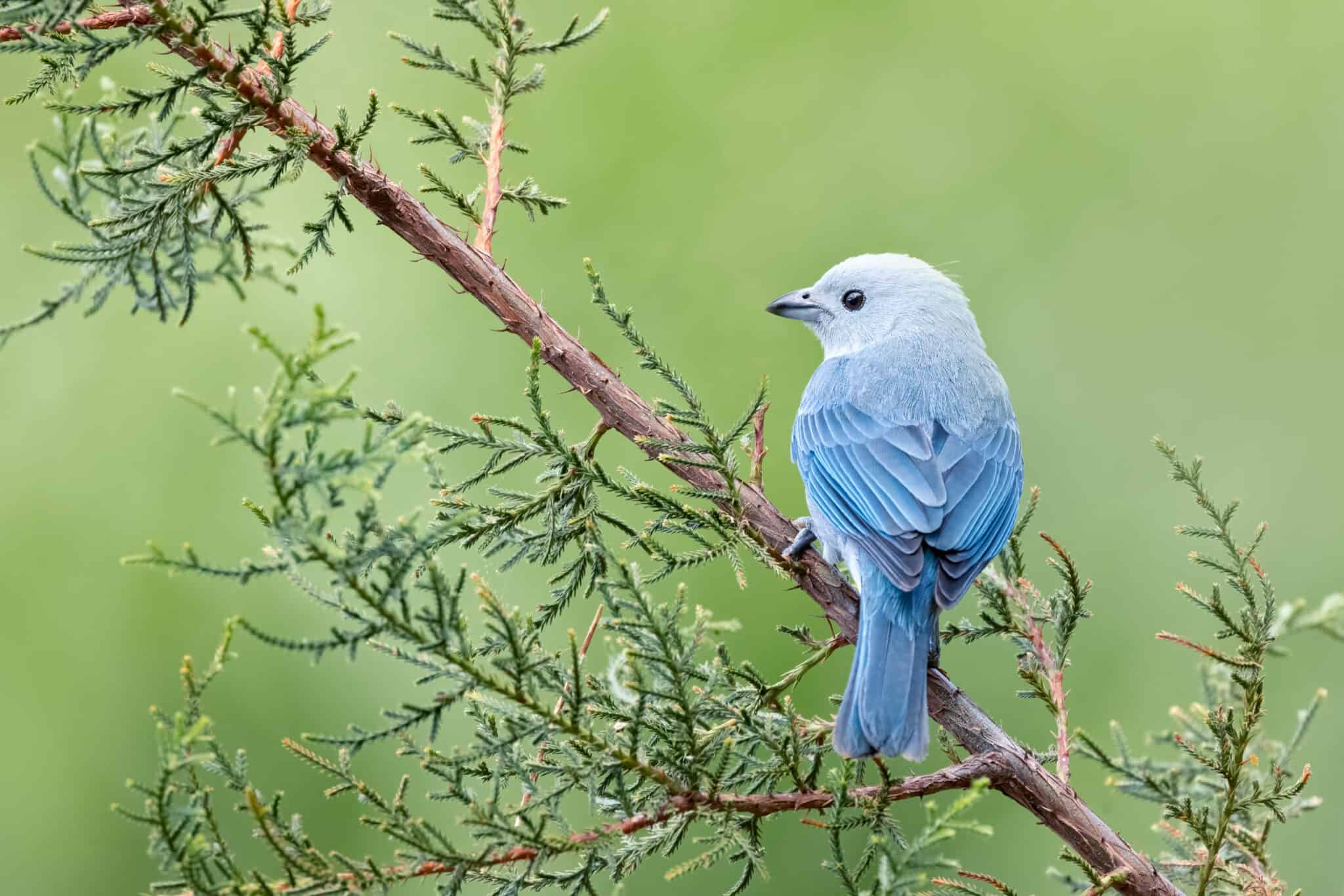 discover-10-blue-birds-in-ohio-az-animals