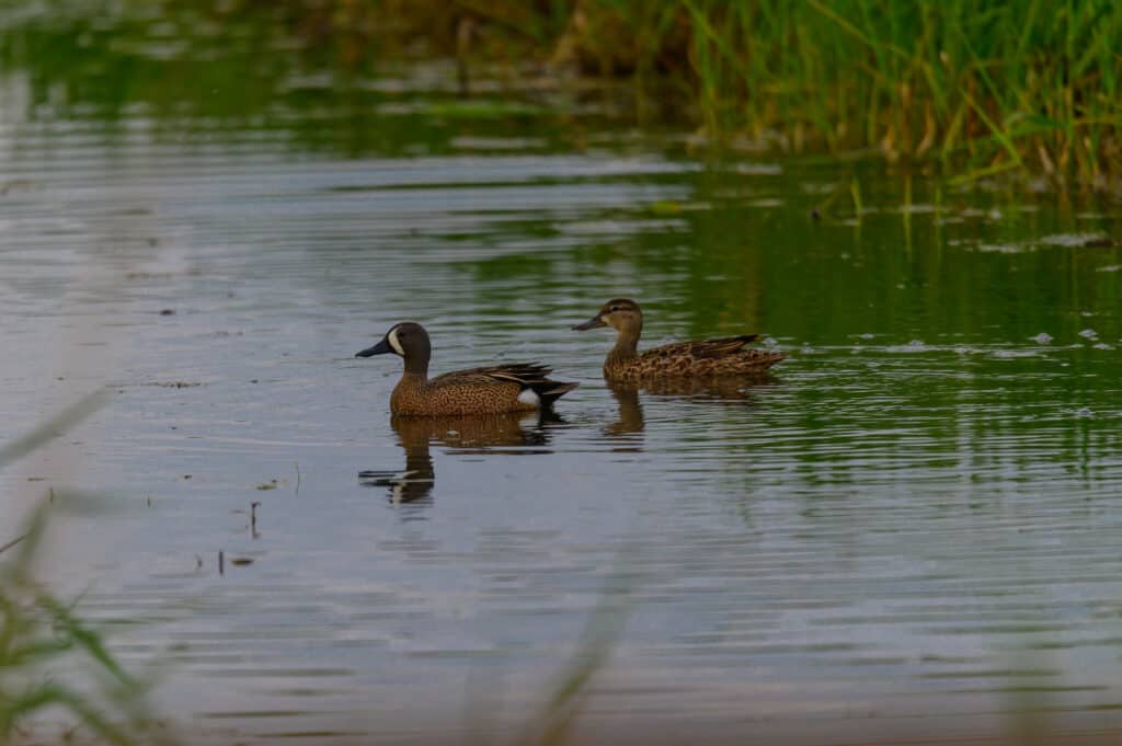 blue winged teal