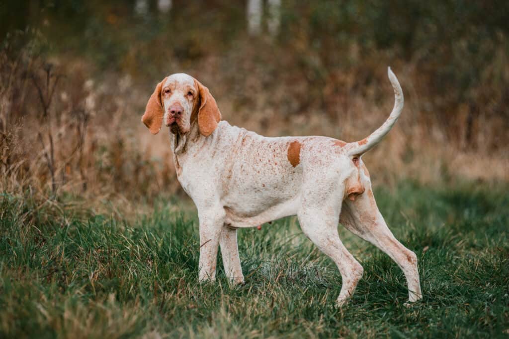 Bracco Italiano