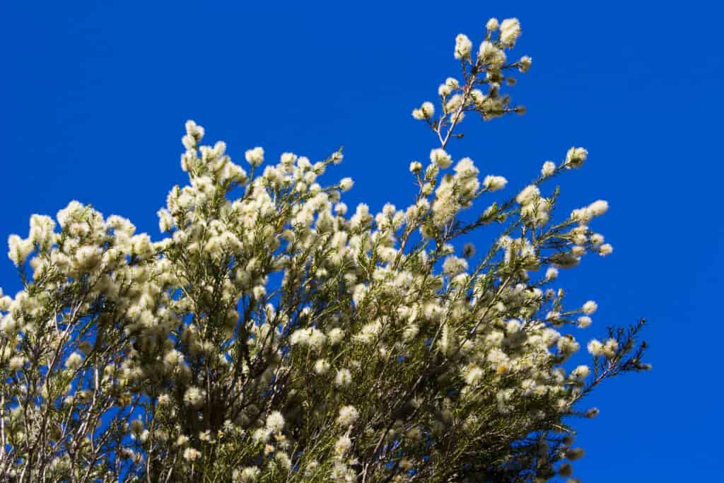 Melaleuca species a beautiful Australian native plant with honey scented blooms attracting birds and bees in the summer months, its snow white blooms adding fragrant beauty to the land scape.