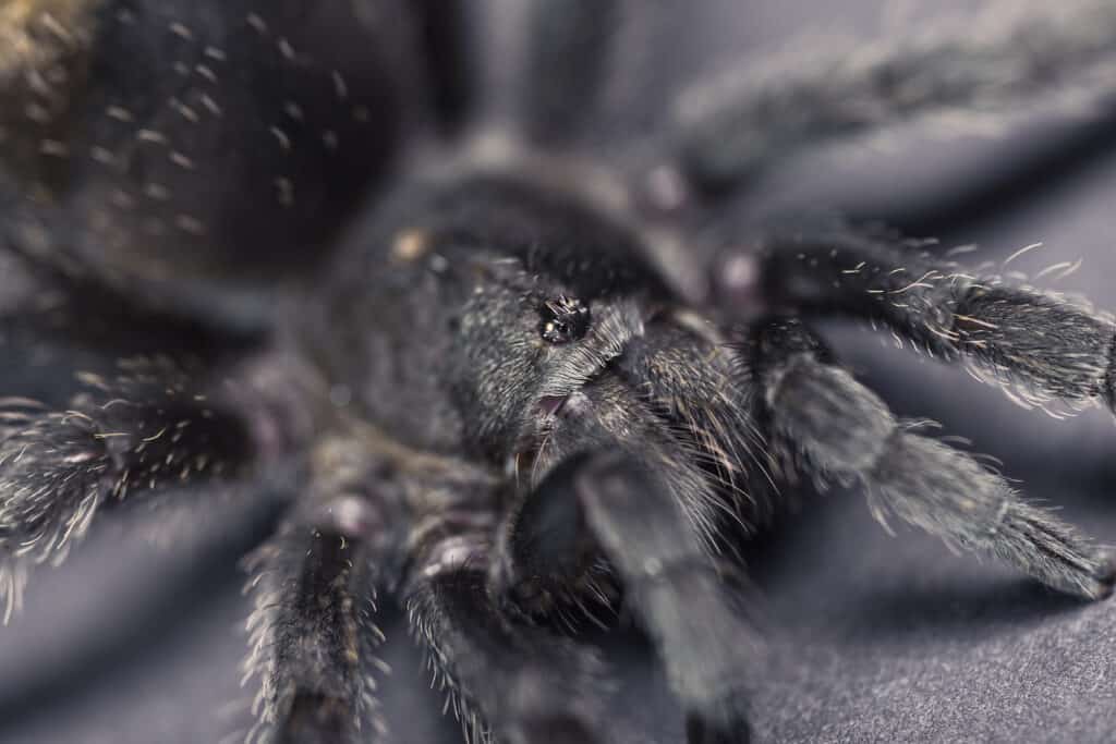  A Brazilian Black Tarantula.