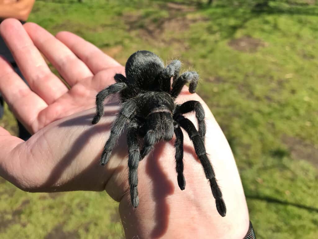 Brazilian Black Tarantula