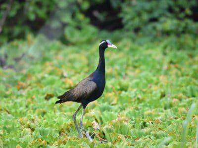 Bronze-winged Jacana Picture