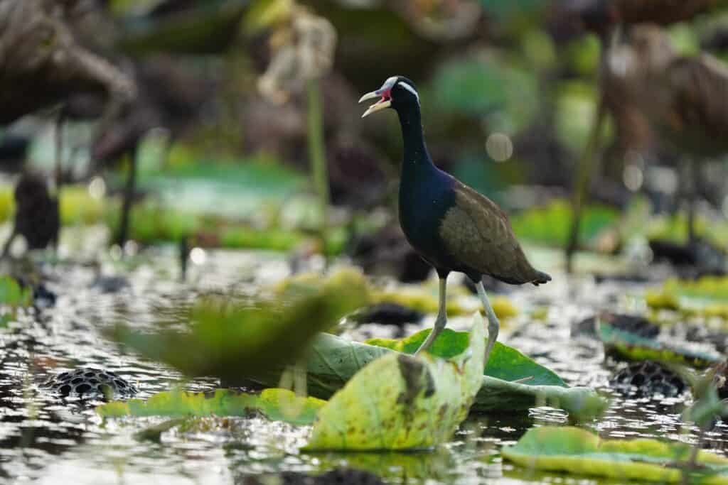 Bronzed-Winged Jacana