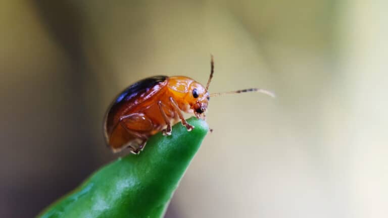 A brown flea beetle