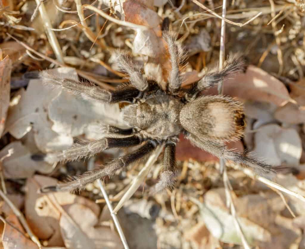 California Tarantula