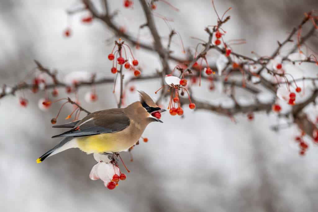 Cedar waxwing bird