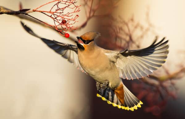 Cedar Waxwing - A-Z Animals