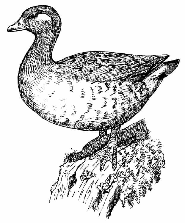 Finsch’s Duck