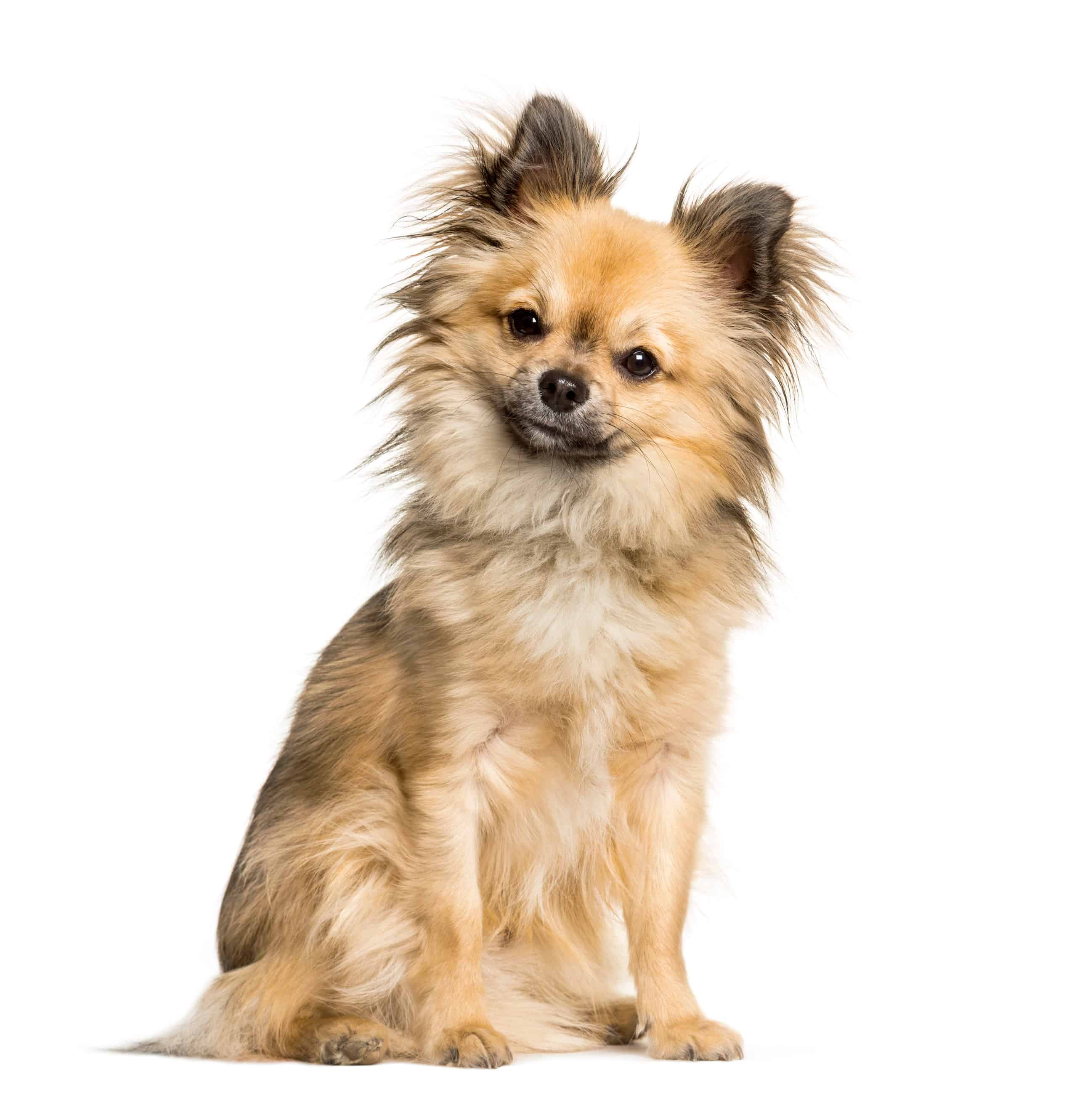 Chi Chi Dog Breed Complete Guide - AZ Animals