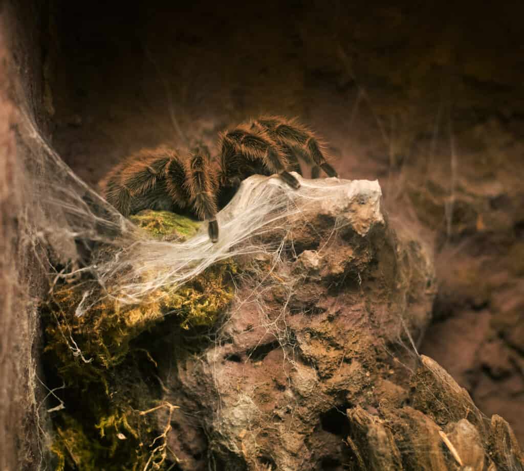 Chilean Rose Tarantula