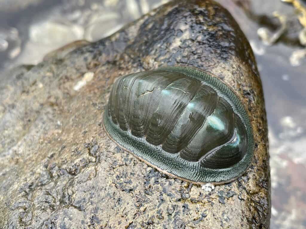 Mollusca Chiton