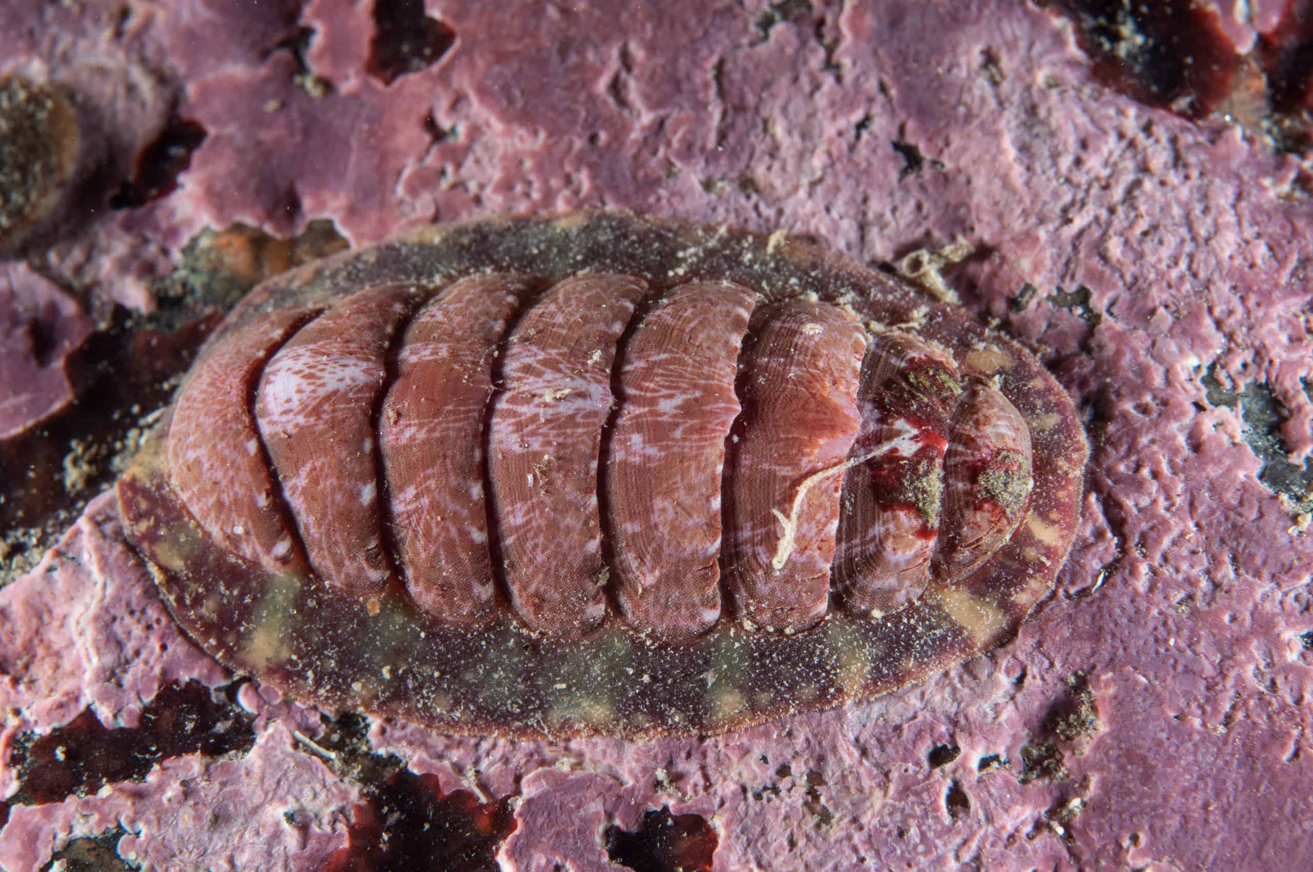 chiton shell