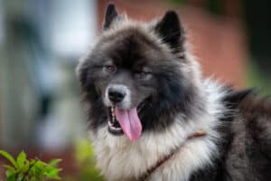 Chusky