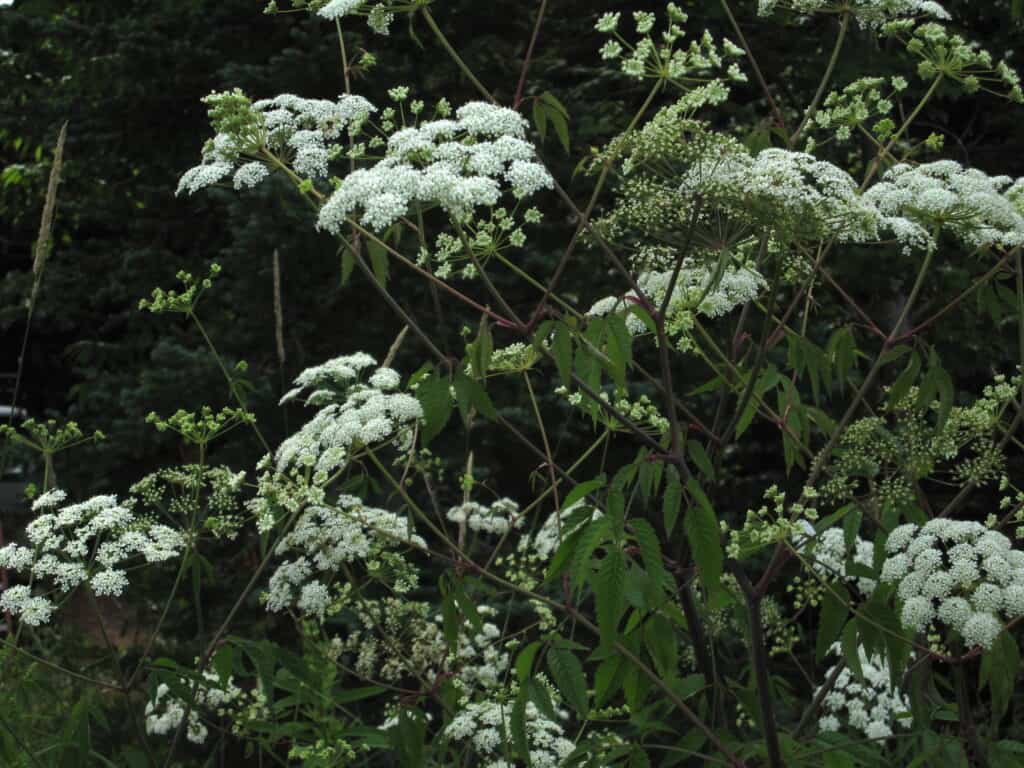 Cicuta Maculata or Water Hemlock