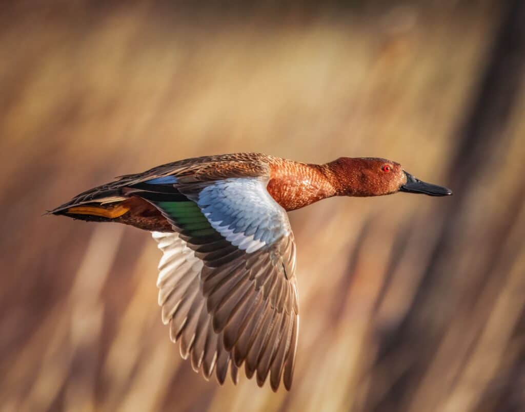 Cinnamon teal