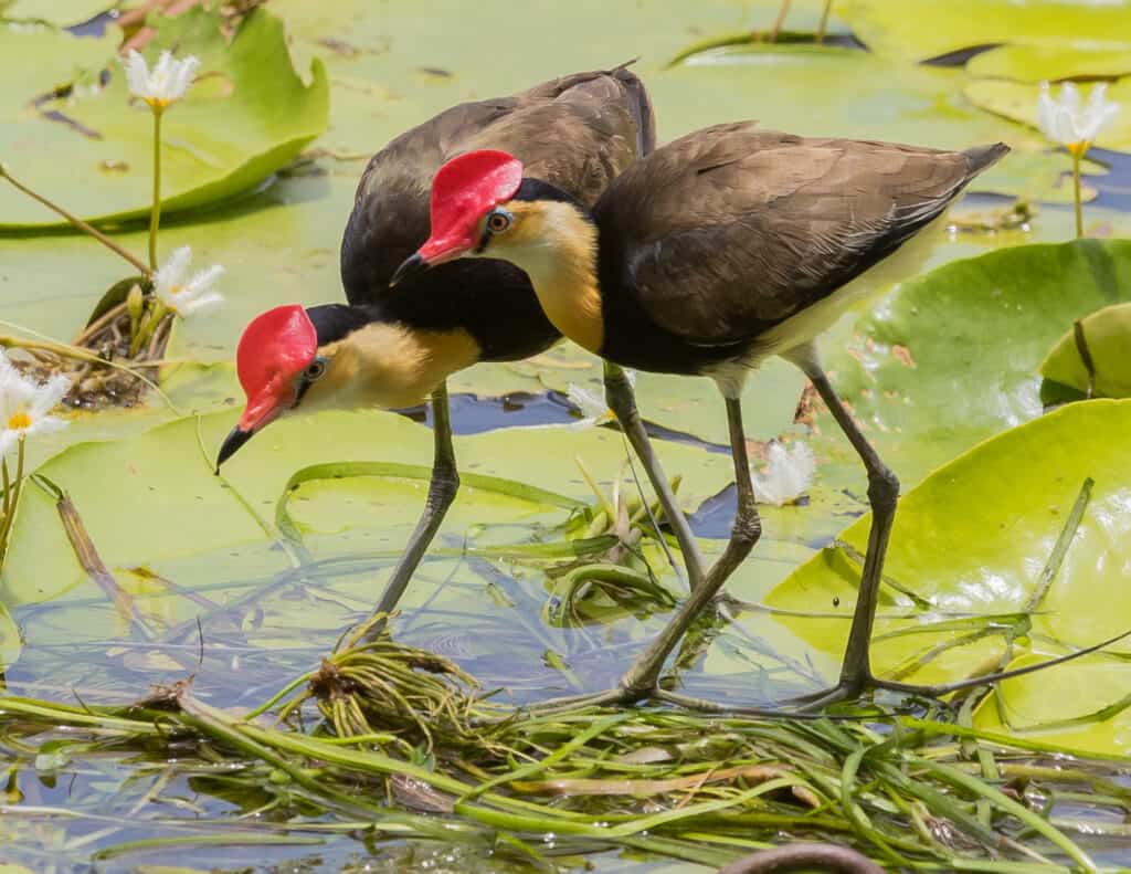 Comb Crested Jacana