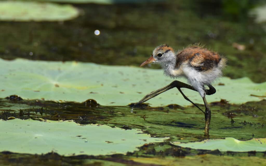 Comb-crested Jacana
