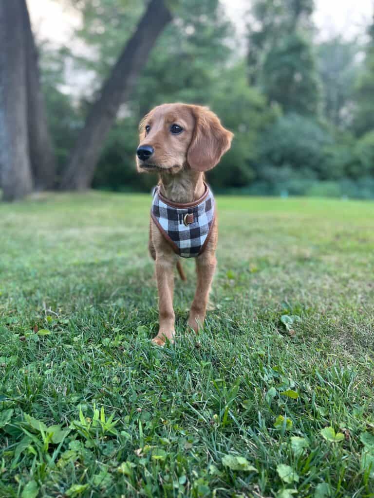 Mini Golden, "Comfort Retriever"