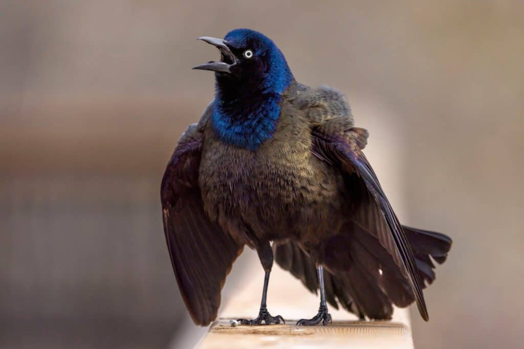 Common grackle is a resourceful bird when it comes to food