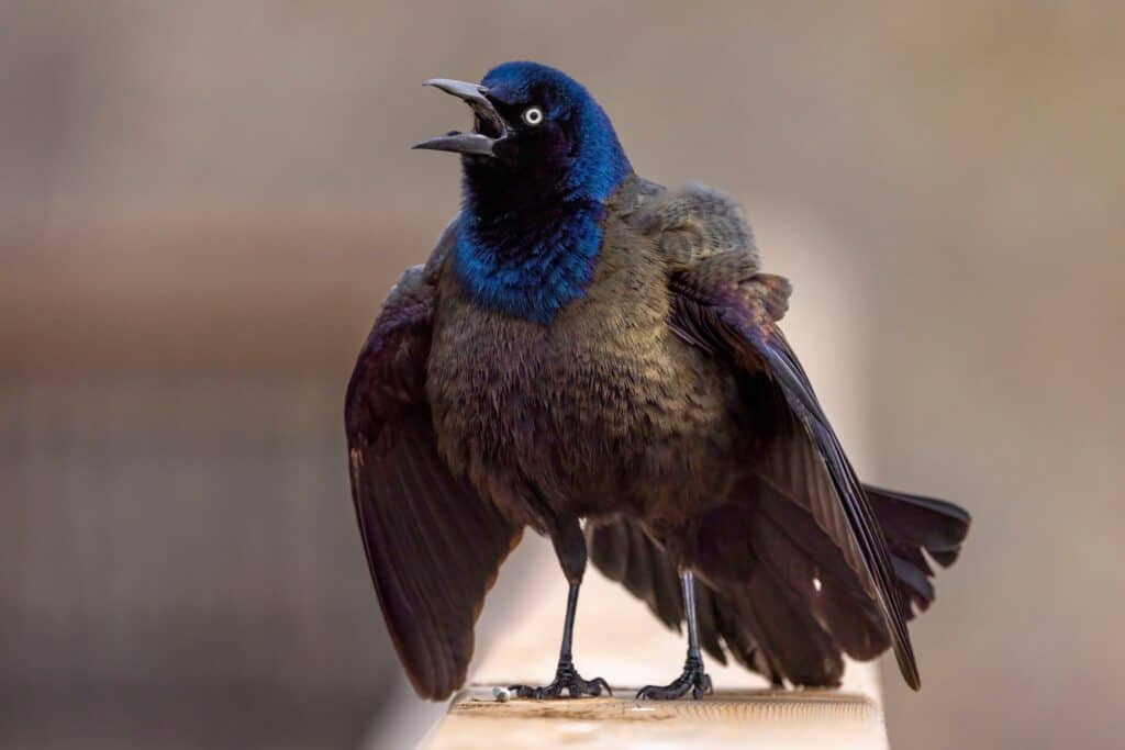 Common Grackle