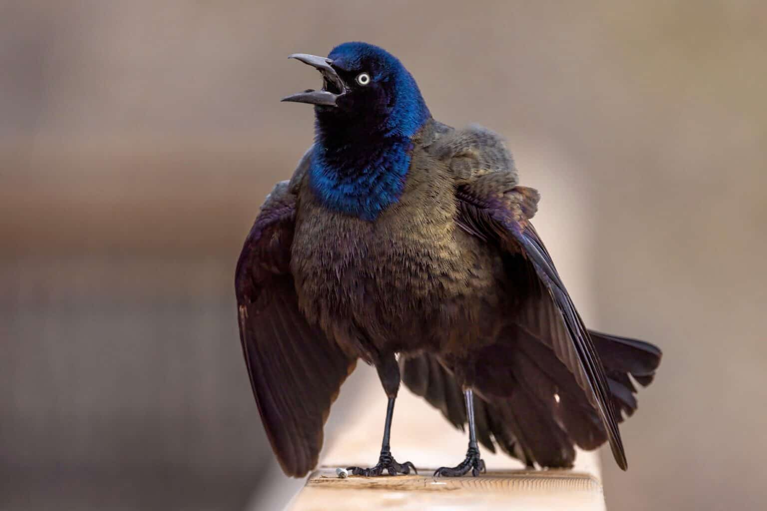 What Do Grackles Eat? AZ Animals