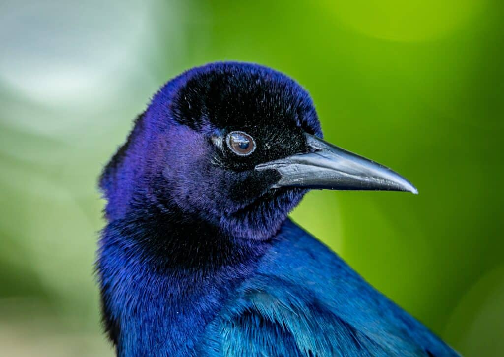 Common Grackle