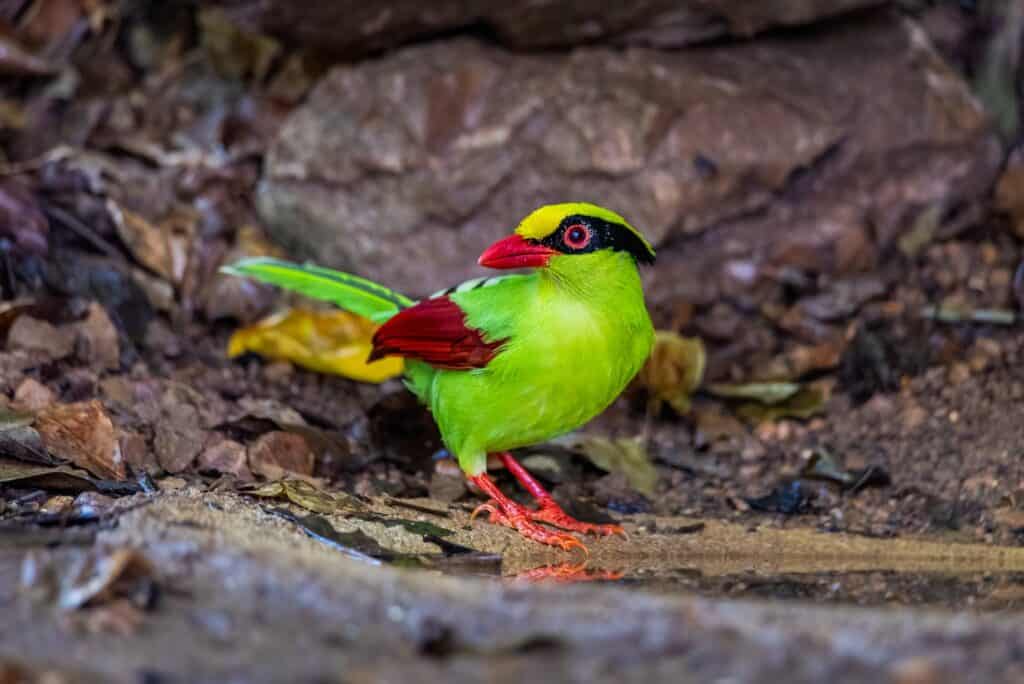 Common green magpie