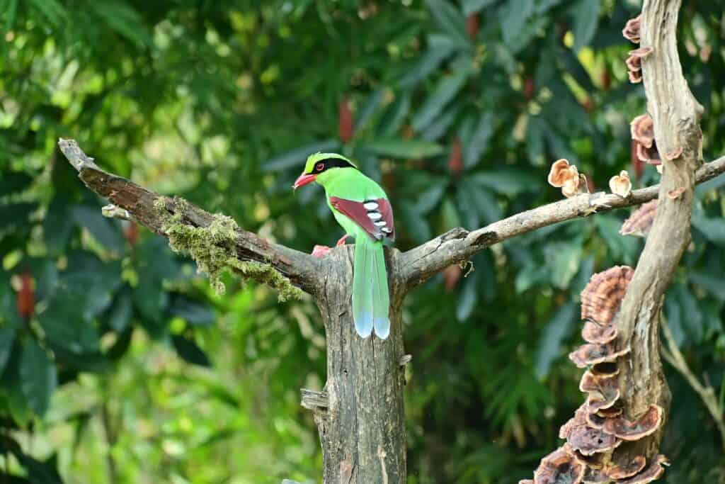 common green magpie